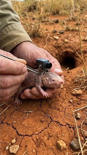 Inside a Naked Mole Rat Colony from Its Back 🐀 | Ultra-Realistic Scientific POV