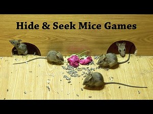 Cat Games - Mice Hide and Seek For cats To Watch & Enjoy with Night Crackers Sound - 4k UHD