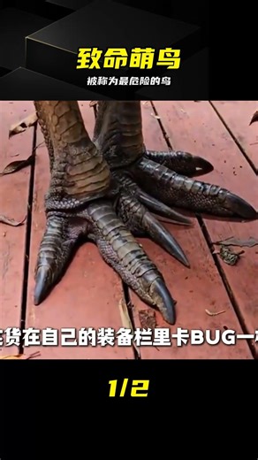 被稱為最危險的鳥，食火雞的一腳威力太恐怖 #食火鸡，世界上最危险的鸟，凯登火鸡，致命攻击，凶猛动物