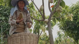 Wide and low angle shot of Asian woman farmer use pruning shears cut cacao pod from cacao tree in cacao farm and put down in harvesting rattan basket.