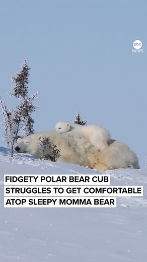 411K views · 8.1K reactions | BEAR HUG: Fidgety polar bear cub...