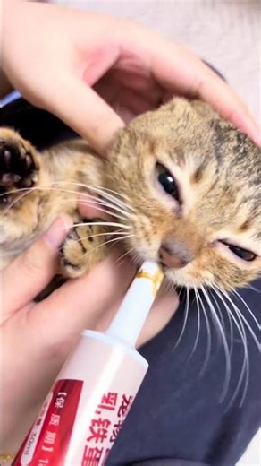 小猫咪惊喜时刻！超可爱