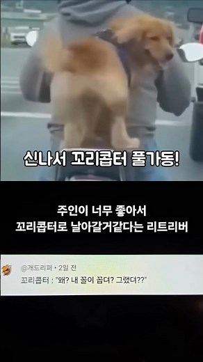 A retriever who loves riding motorbikes so much he feels like he's going to fly away like a helic...
