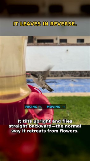 Watch This Hummingbird Fly Backward 😳 #hummingbird #animalfacts #wildlife
