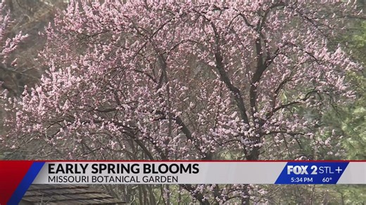 Cold snap threatens spring blooms at Missouri Botanical Garden