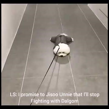 The Story of Lisa and Jisoo's Dog Dalgom
