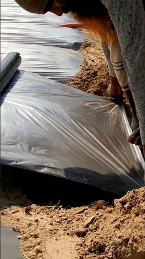 Laying Mulching Paper in the Field | Real Farm Work #Shorts