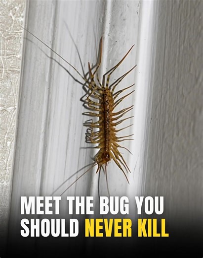 13K views · 5 comments | You’ve probably squashed one without thinking — but here’s why you should NEVER k*ll a house centipede inside your home again  Full explanation is in the comments below  | Earth.Awesome | Facebook