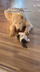 125K views · 2.7K reactions | Trop mignon  | Chat se discute | Facebook