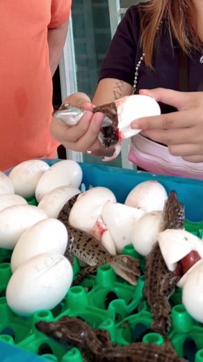 Amazing Crocodile Egg Hatching Process