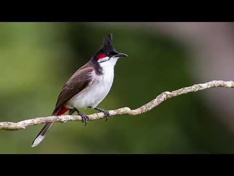 Best Red -whiskered Bulbul Song || Wonderful Nature Sounds || 1hr relaxing nature sound