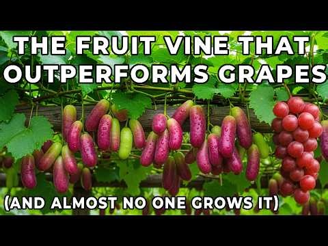 The Fruit Vine That Outperforms Grapes (And Almost No One Grows It)