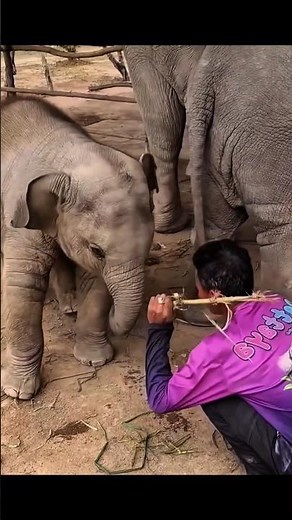 Baby Elephant Playfully Fights Its Keeper 🐘😂