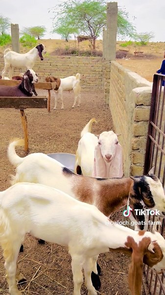 Mashallah beautiful goats 🐐 #foryou #foryoupage #viralvideo #foryoupageofficiall #viralvideo #foryou