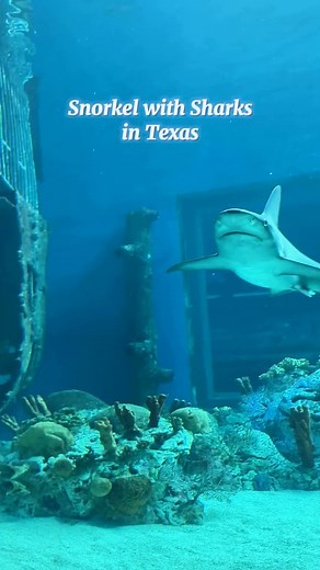 🦈Snorkel with Sharks in Texas 🤿 This is one of the coolest experiences in Texas @txstateaquarium in @visitcorpuschristi ! We got to snorkel next to 6 stunning sandbar sharks while learning about their biology and how we can protect them in the wild. 🦈 I also loved getting to see all of the other creatures up close like the stingrays and eels! 🐡 Comment “Link” for our full list of things to do in Corpus Christi 🗺️ #texastodo #texasthings #texastravel #corpus #corpuschristitx #visitcorpuschri