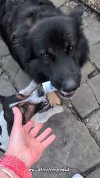 Search game from July 2025 when I had Blue still #rochdaledogtrainer #searchgames #dogs #gsd