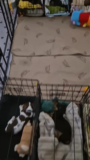 1K views | Day 6 of sleep training even when awake they are settled. We only work on crate training with the doors shut during the day at night they have access to their playpen for toileting. The idea is to help them learn to self settle in their own crate which will help when they leave for their new homes. #puppylove #cratetraining #sleepingpuppies #cute #florida #dachshundpuppies #jacksonville #training #puppylife #create | Mini Dachshund Puppies Florida | Facebook