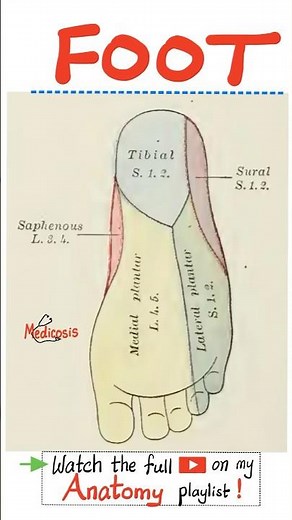 Foot Nerves -Anatomy of the Foot - Anatomy of the Lower Limbs...#anatomy #nurse #doctor #physiology