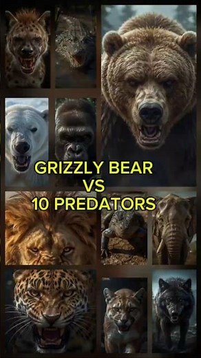 GRIZZLY BEAR VS 10 PREDATORS!