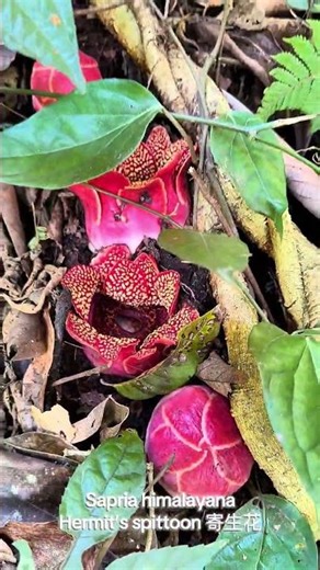 Sapria himalayana 寄生花