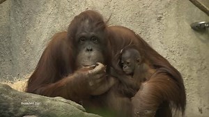 28K views · 1.1K reactions | Welcome, little one! | Animal Planet | Facebook