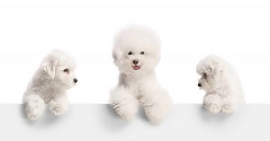 Are Bichon Frises the Most Troublesome Dogs? 7 Common Complaints About Them