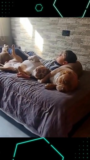 56K views · 1.7K reactions | True love #pet #dog #dogsoftiktok #dogandbaby #fun | Jenn | Facebook
