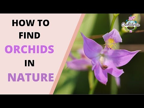 Orchids in Nature: How to Find "Wild" Orchids In Situ Near You