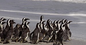 South Africa: Preliminary investigation shows penguins killed by bee swarm | Africanews