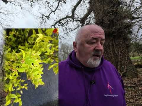 Sarcococca humilis, the sweetest-smelling plant that flowers during the winter.