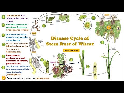 Disease cycle of Stem or Black Rust of Wheat Pycnia, Aeciospores, Uredia, Telia, Basidiospores