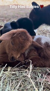 The three most awaited babies on the farm #babies #goat #tilly #farmlife | Ima Survivor Donkey and Farm Animal Sanctuary