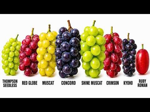 Every Grape Variety Explained