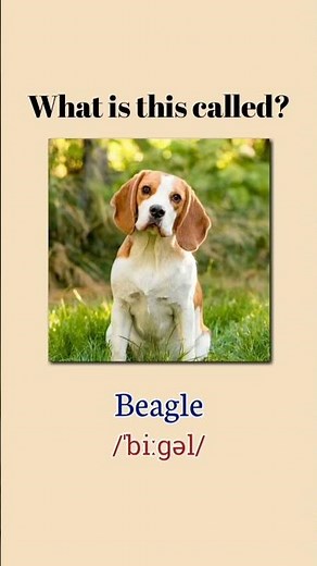 Names of Dog Breeds in English #dogbreed #dogquiz #guessthebreed #learnenglish #englishvocabulary