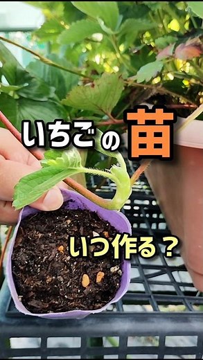いちごの苗、いつ作る？