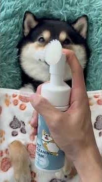 A Day at the Dog Spa: Pampering the Little Pup 🛁🐶✨#DogSpa, #CuteDogs, #PamperedPup, #DogGrooming