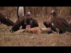 Hyenas Attack | Terrifying Moments of Prey Being Eaten Alive| WILDLIFE