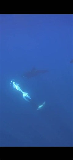 Video: Scientists watch orcas ram a sunfish so hard it explodes