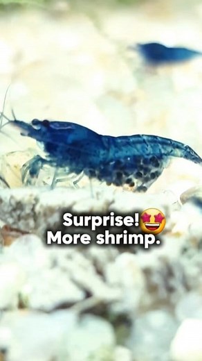 17K views · 307 reactions | Today Surprise! 朗 More Shrimp are coming  #shrimphatchery #shrimpaquarium #shrimpkeeping #aquarium #aquariumlife #fblifestyle #shrimptank #shrimpbreeder #aquariumhobby | Shrimp Hatchery | Facebook