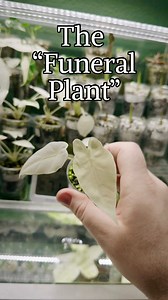 Have you seen the viral “funeral plant”? #alocasia #variegated #variegatedplants #plantcare #plantcaretips #houseplanttips #houseplantcare | The Plant and the Pour