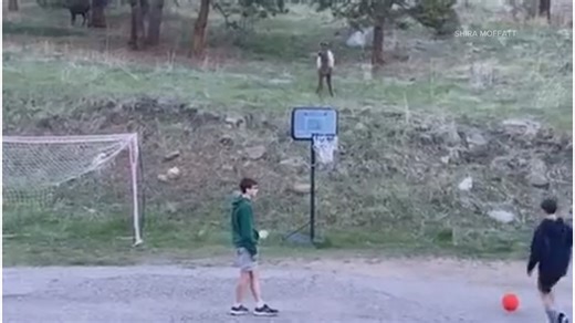 Adorable video shows elk playing soccer with kids in Evergreen
