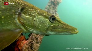 Hecht zum Fisch des Jahres gekürt