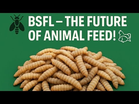 Farm Synergy TV Live || Making New Insectarium for Our Black Soldiers Fly (BSF)