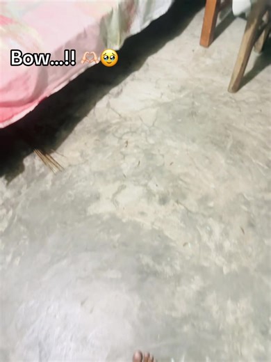 Captivating Bowing Moments That Warm Hearts