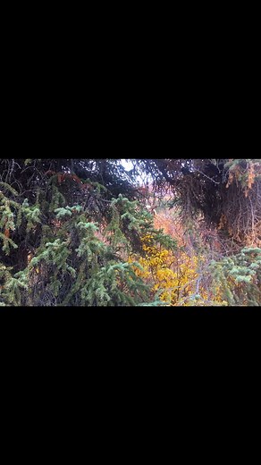 3 comments | #archery #moose #elk #caribou #highcountryalaska #jeffpralle #hunt #huntingseason #dreamhunt | High Country Alaska | Facebook