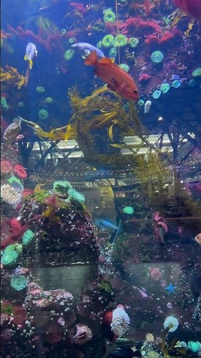 A live fish tank at Vancouver International Airport