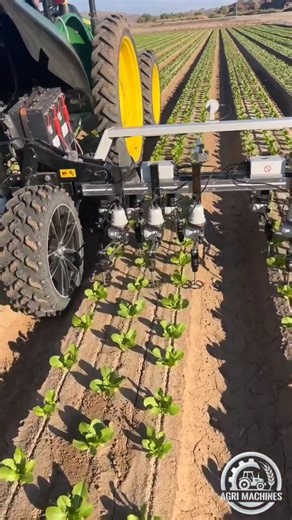 WeedSpider At Work in Arizona || Automatically Weeding & Thinning || #weeding