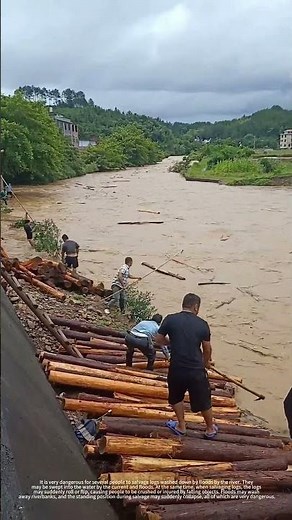 The dangerous act of salvaging logs in the river channel