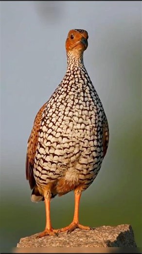 Grey Francolin in Natural Habitat | Rare Ground Bird Close-Up