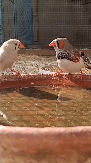 Zebra Finches singing 😘 Finches sounds beautiful birds finches colony 😍
